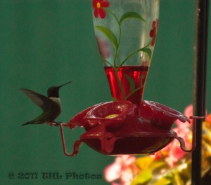 Hummingbird at Feeders 