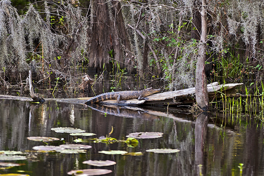 Caddo Lake