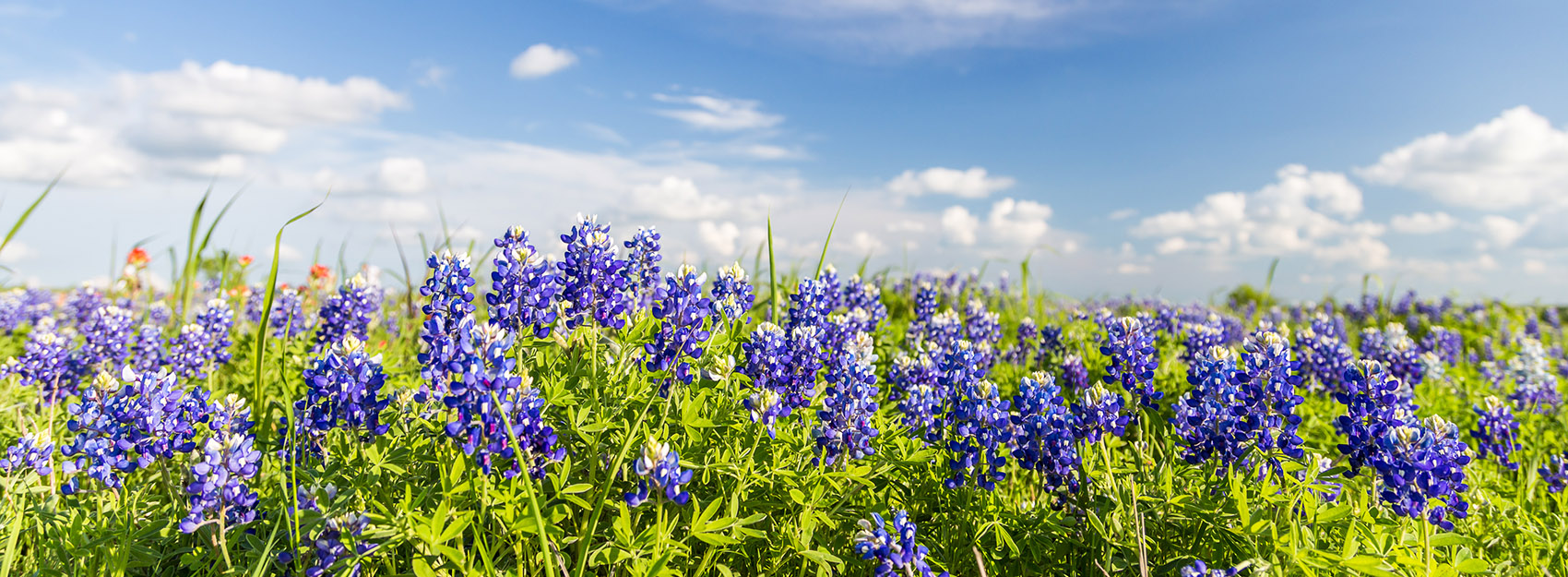 Texas Bluebonnet